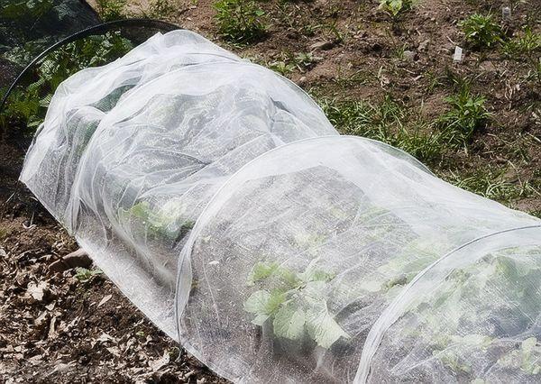 สตรอเบอร์รี่ฤดูหนาว