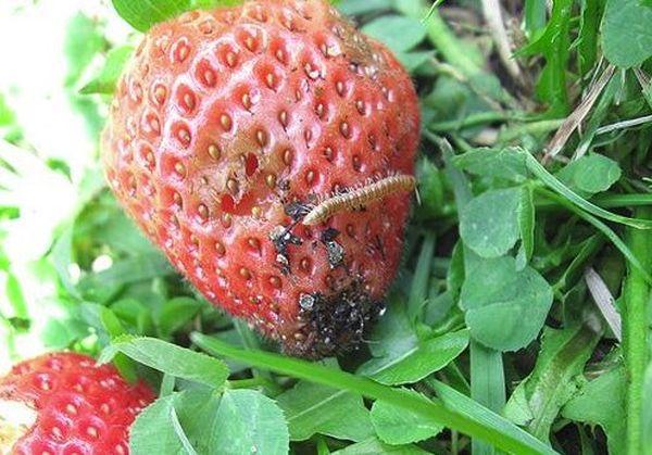 โรคและแมลงศัตรูพืช