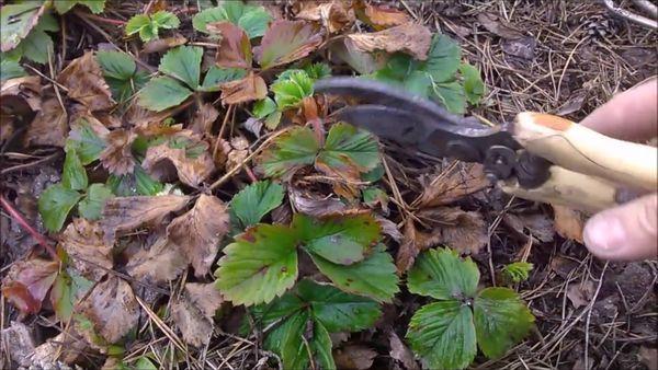 การตัดแต่งกิ่งสตรอเบอร์รี่