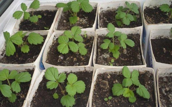 การปลูกสตรอเบอร์รี่