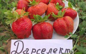 คำอธิบายพันธุ์สตรอว์เบอร์รี Darselect การปลูกและคุณสมบัติการดูแล