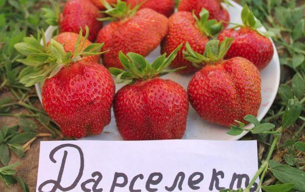 สตรอเบอร์รี่สุก