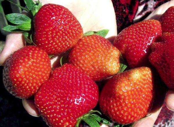 ผลเบอร์รี่สุก