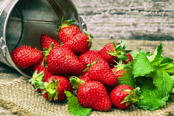 การใส่ปุ๋ยสตรอเบอร์รี่ เอเลียน่า