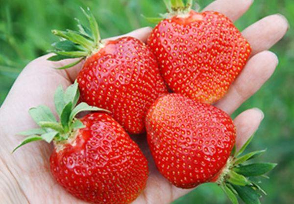 ผลเบอร์รี่สุก