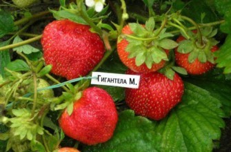 เบอร์รี่ขนาดใหญ่