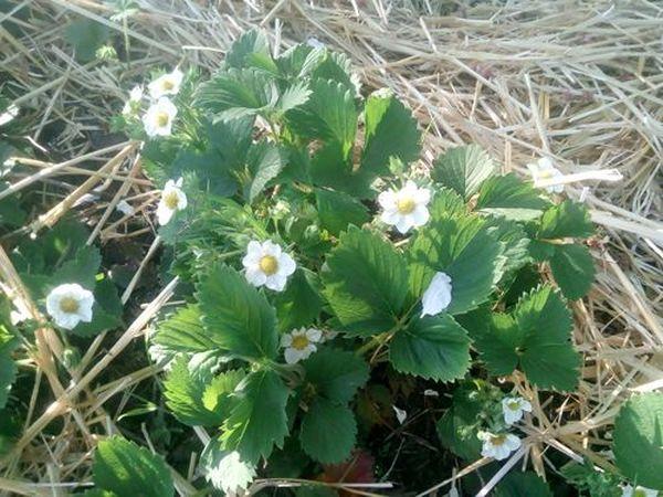 ดอกสตรอเบอร์รี่