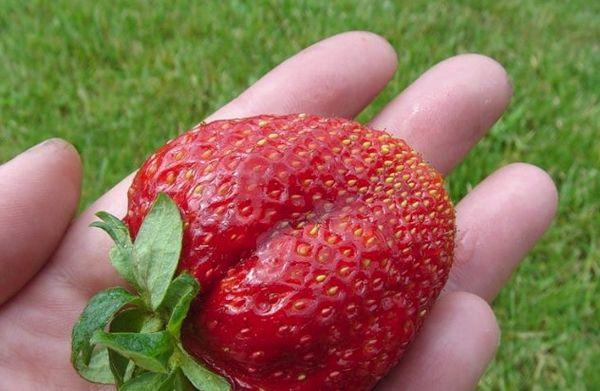 สตรอเบอร์รี่ขนาดใหญ่