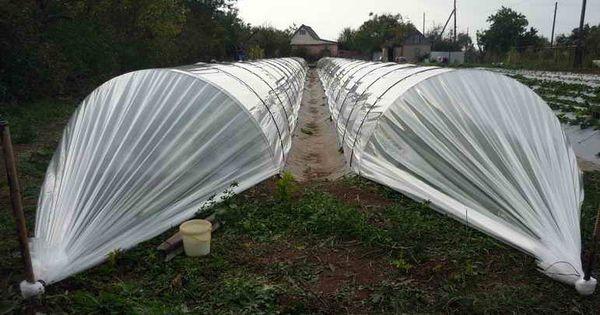 สตรอเบอร์รี่ใต้หลังคา