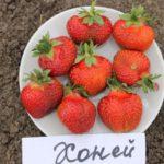 การเพาะพันธุ์สตรอเบอร์รี่