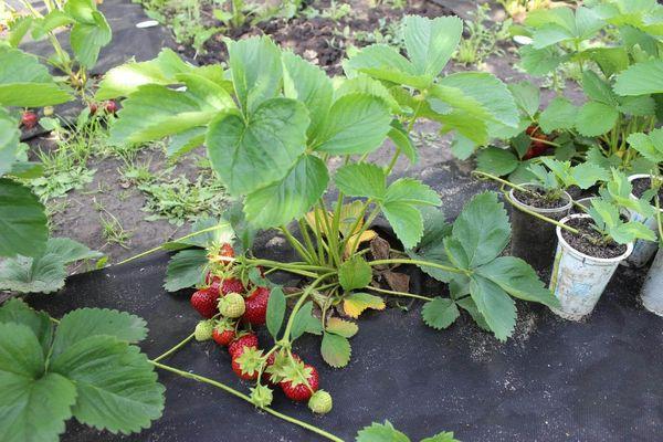 แปลงสตรอเบอร์รี่