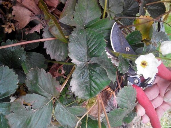 การตัดแต่งกิ่งสตรอเบอร์รี่