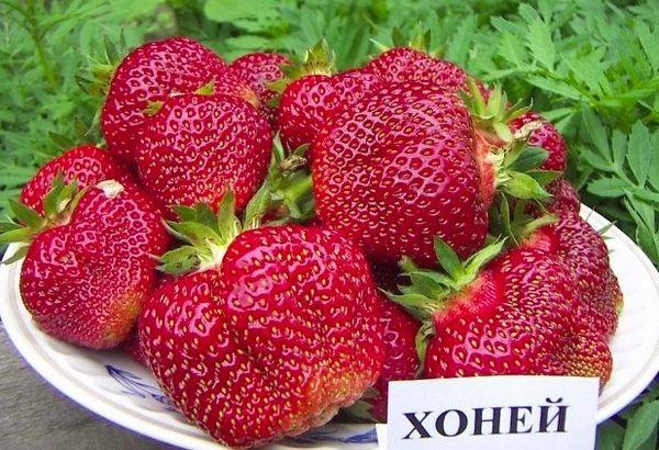 การเก็บสตรอเบอร์รี่