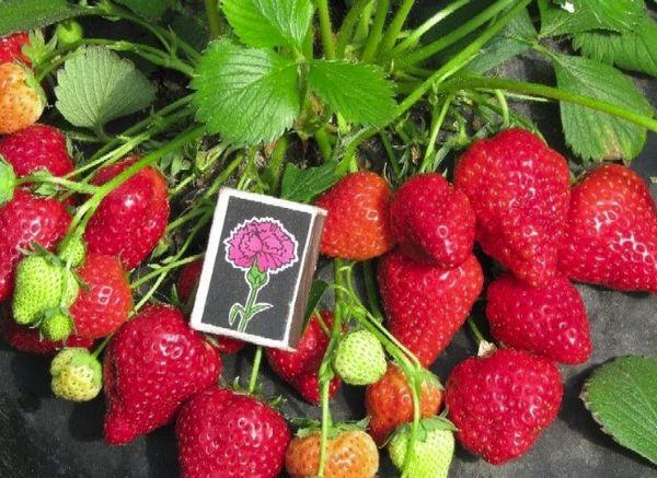 คำอธิบายสตรอเบอร์รี่