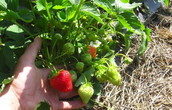 การคลุมดินผลเบอร์รี่