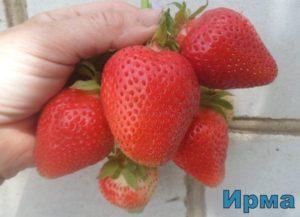 ลักษณะและลักษณะของพันธุ์สตรอว์เบอร์รี Irma การปลูกและการดูแล