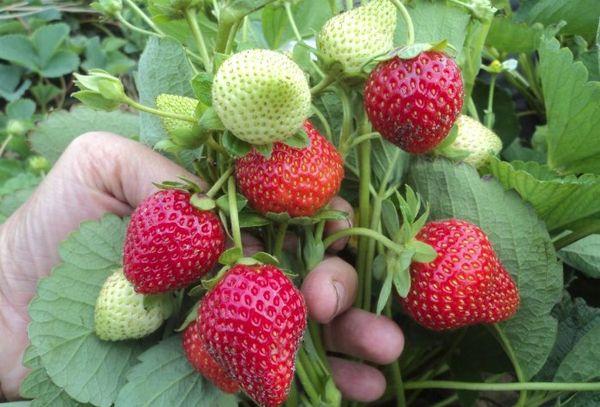 สตรอเบอร์รี่