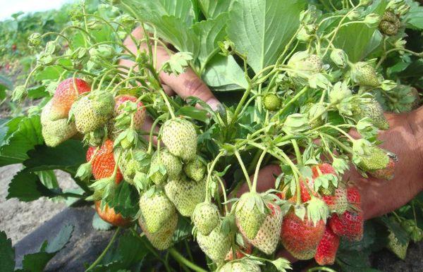 การออกดอกและติดผล