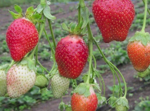 การปลูกผลเบอร์รี่