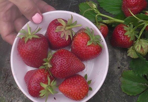 สตรอเบอร์รี่สุก