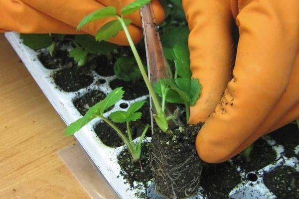 ต้นกล้าสตรอเบอร์รี่