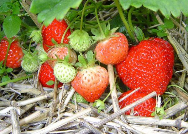 การคลุมดินสตรอเบอร์รี่