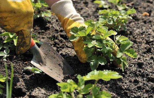 การเตรียมพื้นที่