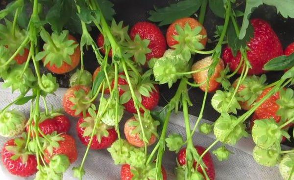 เถาสตรอเบอร์รี่