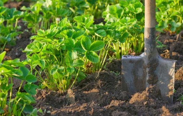 การย้ายปลูก