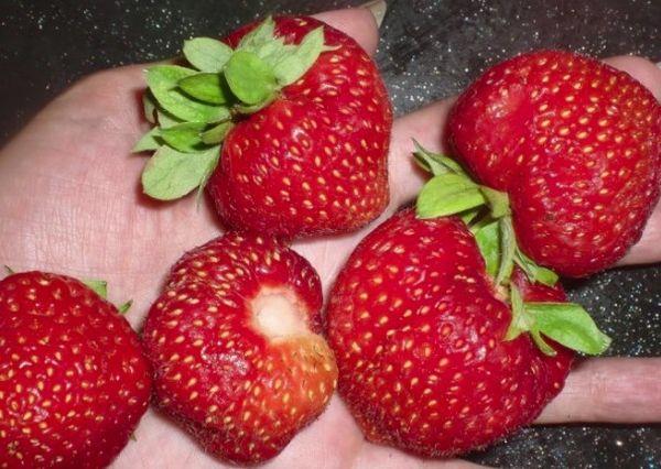 ผลเบอร์รี่สุก