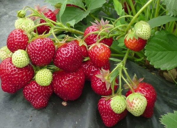 การปลูกสตรอเบอร์รี่