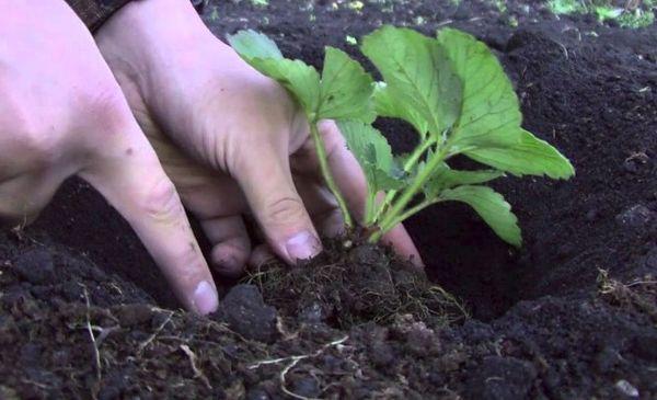 การปลูกต้นกล้า