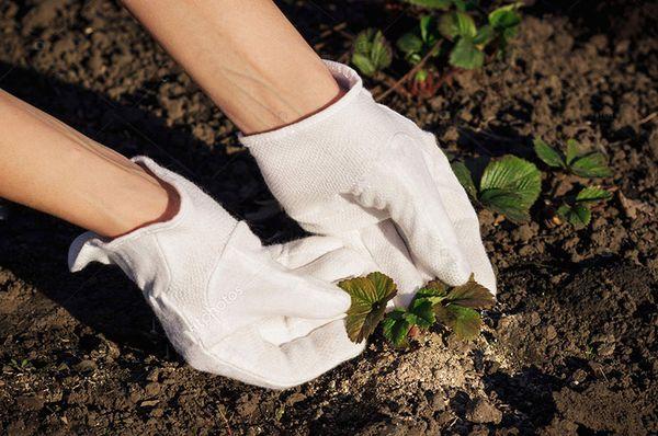 การปลูกสตรอเบอร์รี่