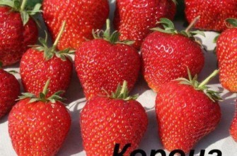 ผลสตรอเบอร์รี่