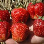 grosses fraises