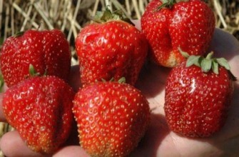 สตรอเบอร์รี่ขนาดใหญ่