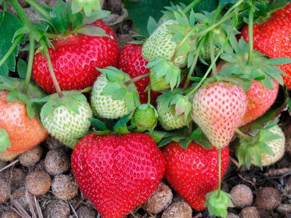 การปลูกสตรอเบอร์รี่