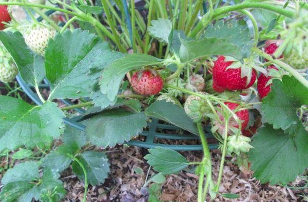 การคลุมดิน