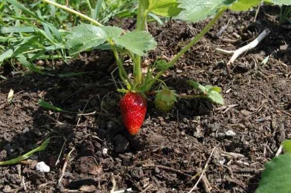 ถั่วงอกสตรอเบอร์รี่