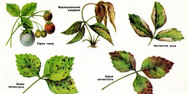 โรคสตรอเบอร์รี่