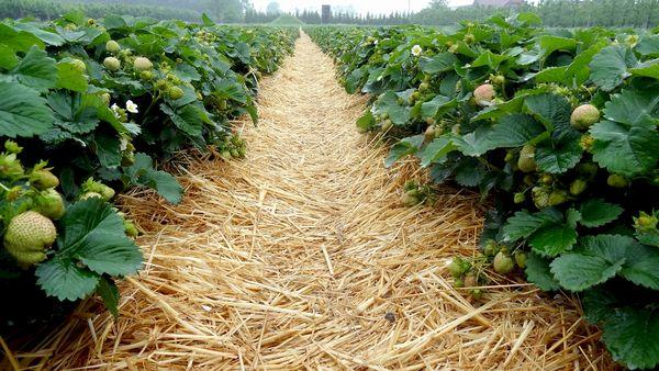 การคลุมดินสตรอเบอร์รี่