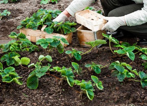 การปลูกสตรอเบอร์รี่