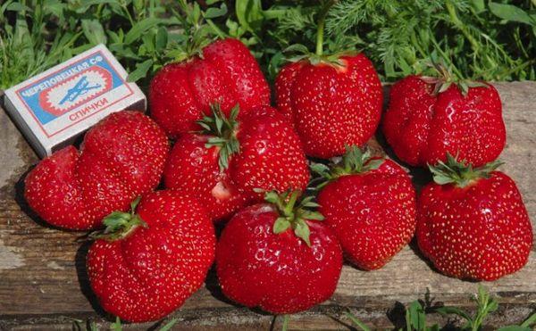 สตรอเบอร์รี่สุก