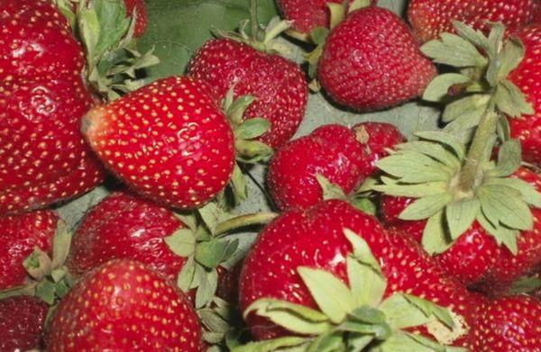 การป้องกันศัตรูพืช