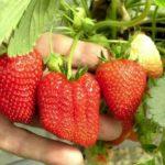 พันธุ์มาร์มาเลด