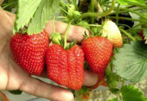 ลักษณะและลักษณะของสตรอว์เบอร์รีพันธุ์มาร์มาเลด การปลูกและการดูแลรักษา