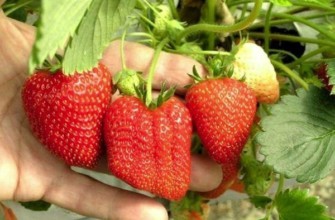 พันธุ์มาร์มาเลด