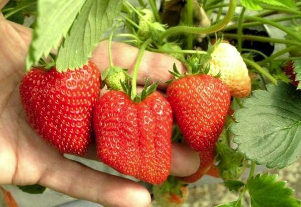 พันธุ์มาร์มาเลด