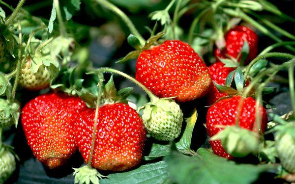 สตรอเบอร์รี่ในสวน