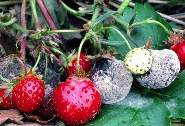 สตรอเบอร์รี่เน่า